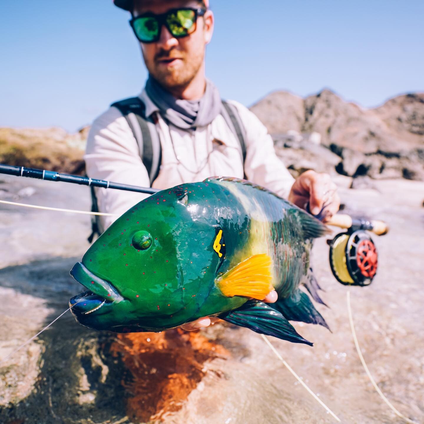 Contrast in colors. Hands down the most colorful fish I have ever caught on fly. Oman is home to some incredible looking fish species. 

@howlerbros @makoreels @cortlandline @noboundariesoman @kkronenberg2 @costasunglasses 

📷 @packsaddle__productio
