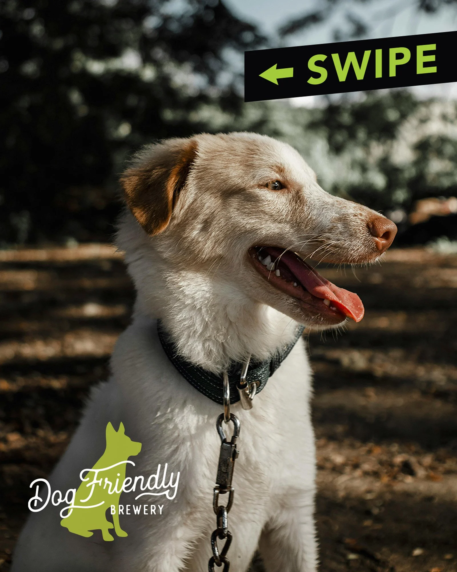 Dogs Rule!

Back Channel has been a Dog-Friendly brewery from day one, but we do have some *Doggy Rules* that we ask our guests to follow:

&bull; Dogs must be well-behaved in our high-sensory environment, as we want everyone to enjoy their Back Chan