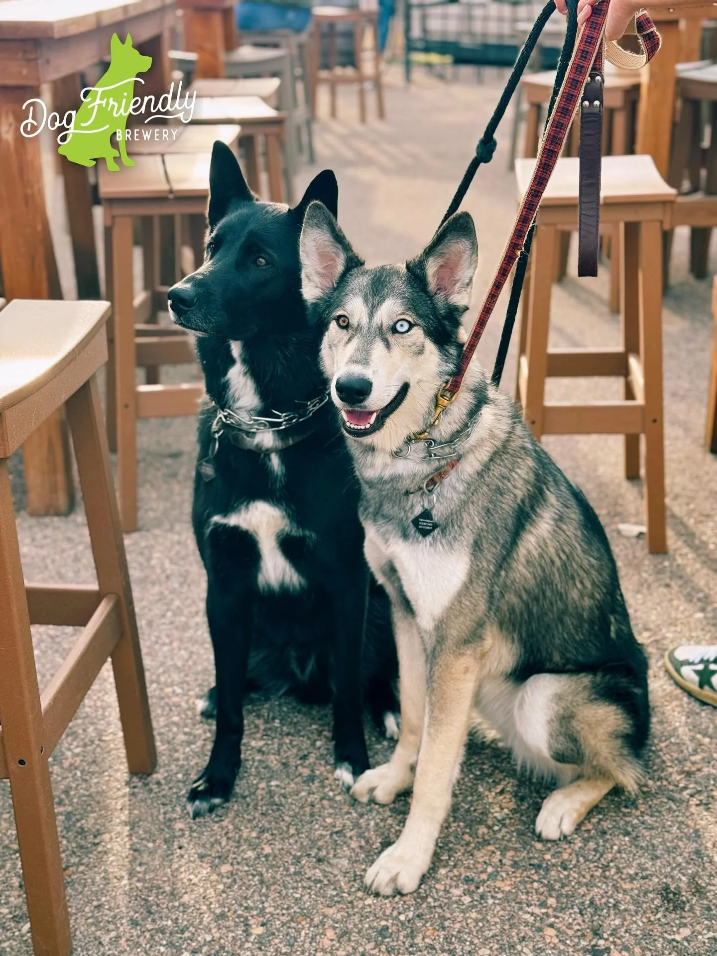 The Wolves won last night, so let&rsquo;s celebrate with the first installment of the Dogs of Back Channel series.

These two well-behaved beauties have a little wolf in them. Meet Kenai and Alyeska.

Back Channel is always a dog-friendly brewery, bu