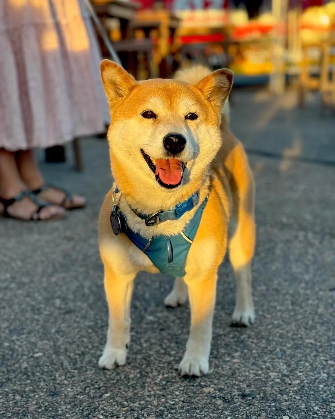 Say what&rsquo;s up to Buttercup.

That&rsquo;s the smile of pure contentment.

Cold beverages. Gorgeous day on the day patio. World Cup on the Jumbotron.

Who wouldn&rsquo;t be happy with all that?

Did we mention Gerhard&rsquo;s Brats is serving up