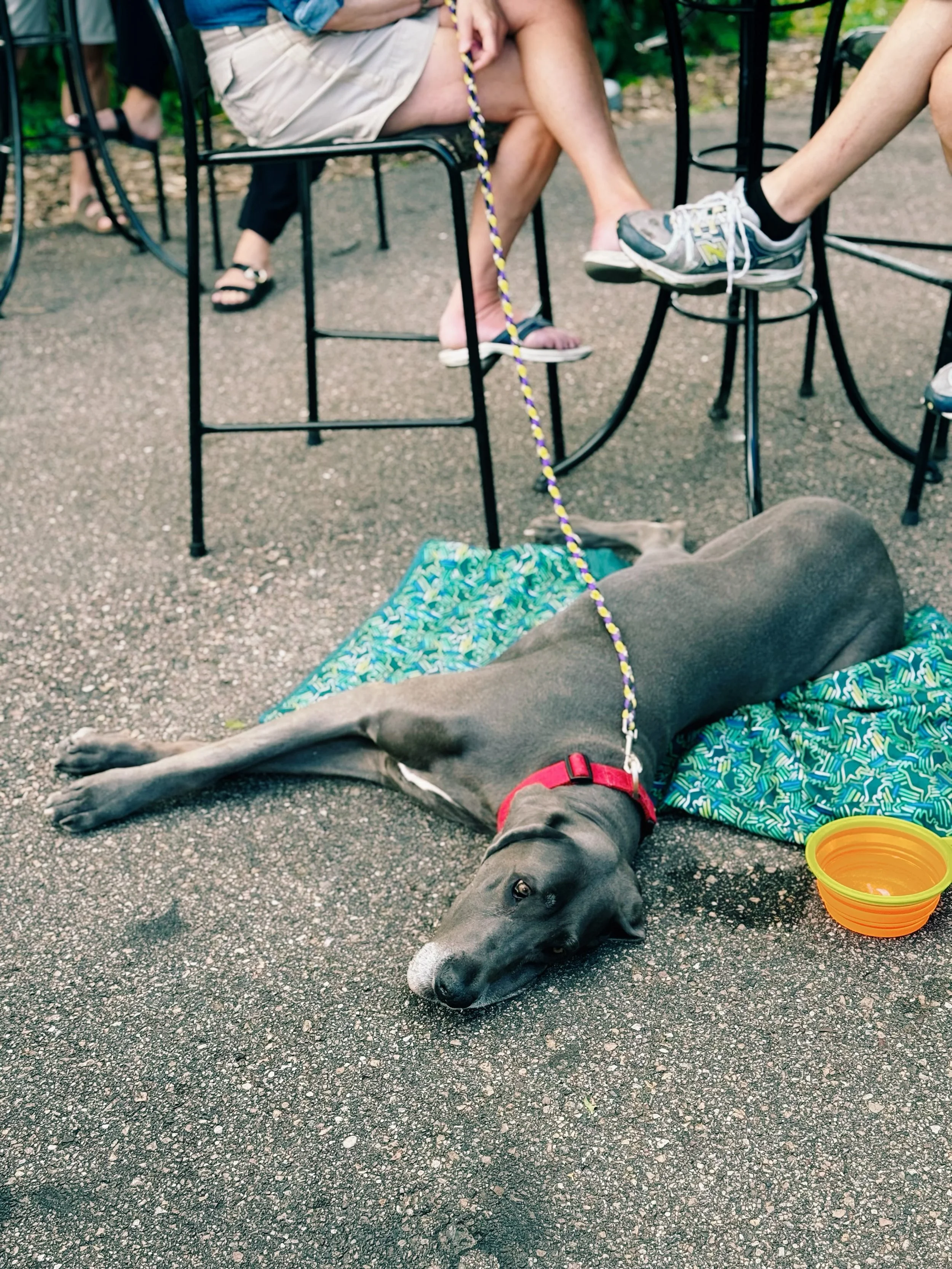 Dog days of summer are officially here.

Grab your favorite four-legged patio buddy, cool off with a cold pint, and settle in for another night of World Cup action on the Jumbotron.

🇵🇹 Portugal vs. Croatia 🇭🇷 on the Jumbotron @ 6:00 PM

Cold bev