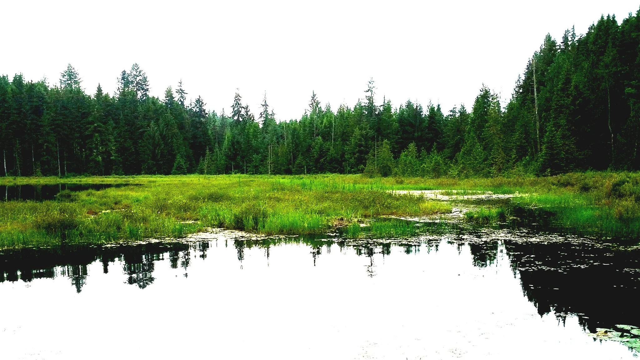 Evergreen Therapy PLLC