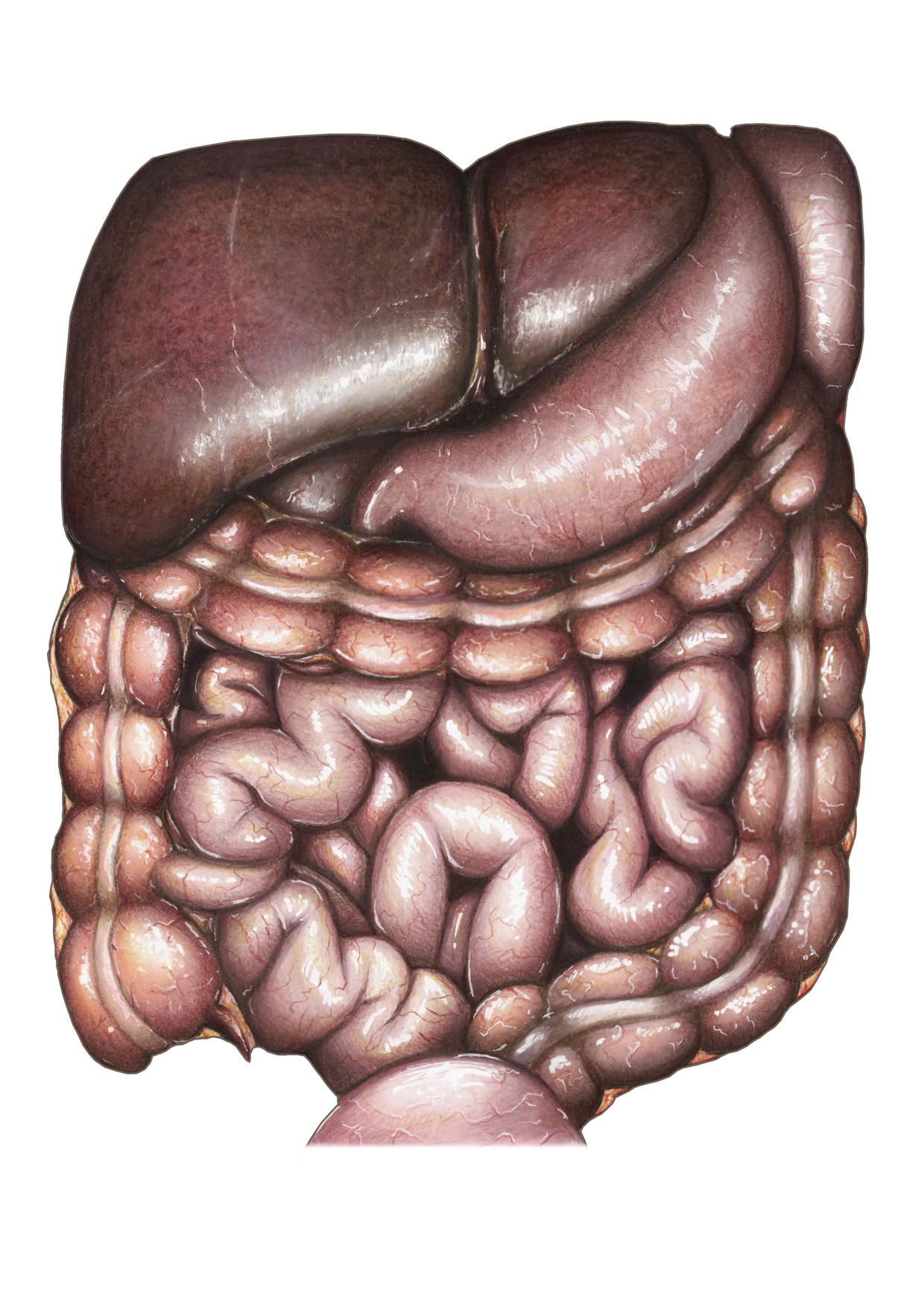 Interior Abdominal Cavity View: Liver, Gall bladder, Stomach, Spleen, Large and Small Intestines, Bladder
