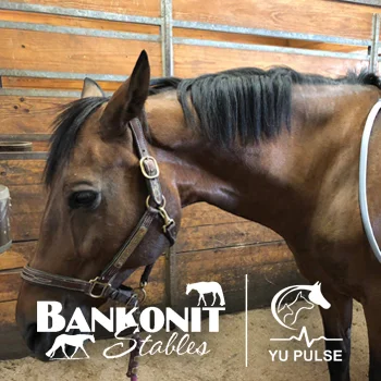 ThreeLinkMedia-BankonitStables-YUPulse.jpg
