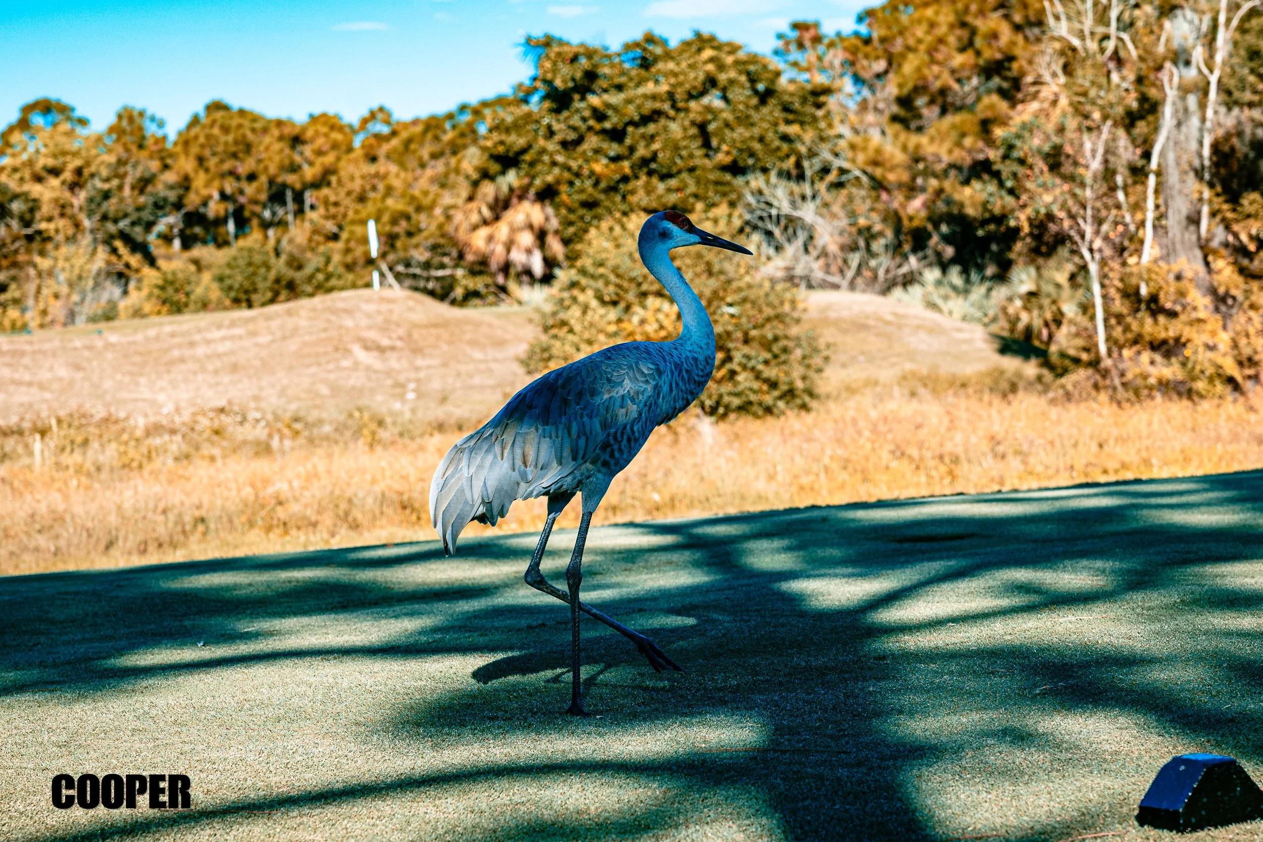 BCHS Golf 2025-045.jpg