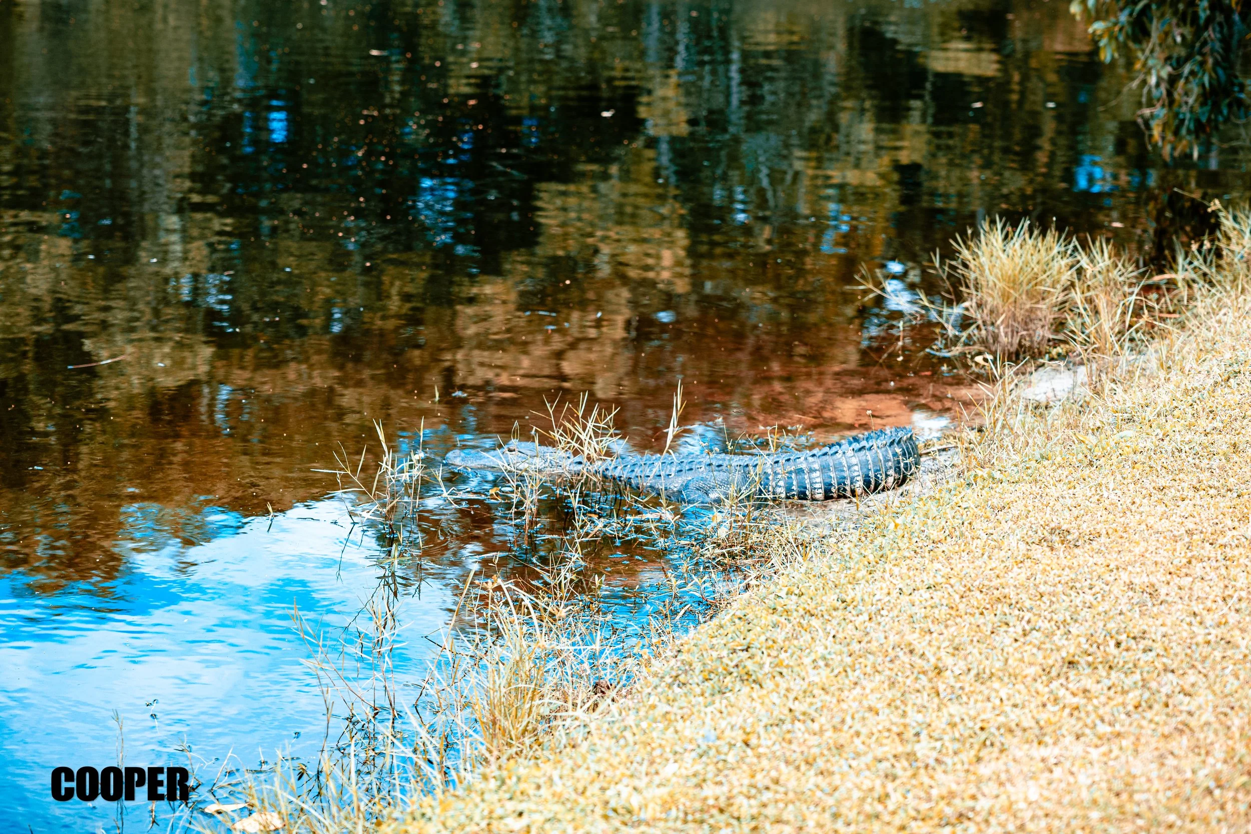 BCHS Golf 2025-095.jpg