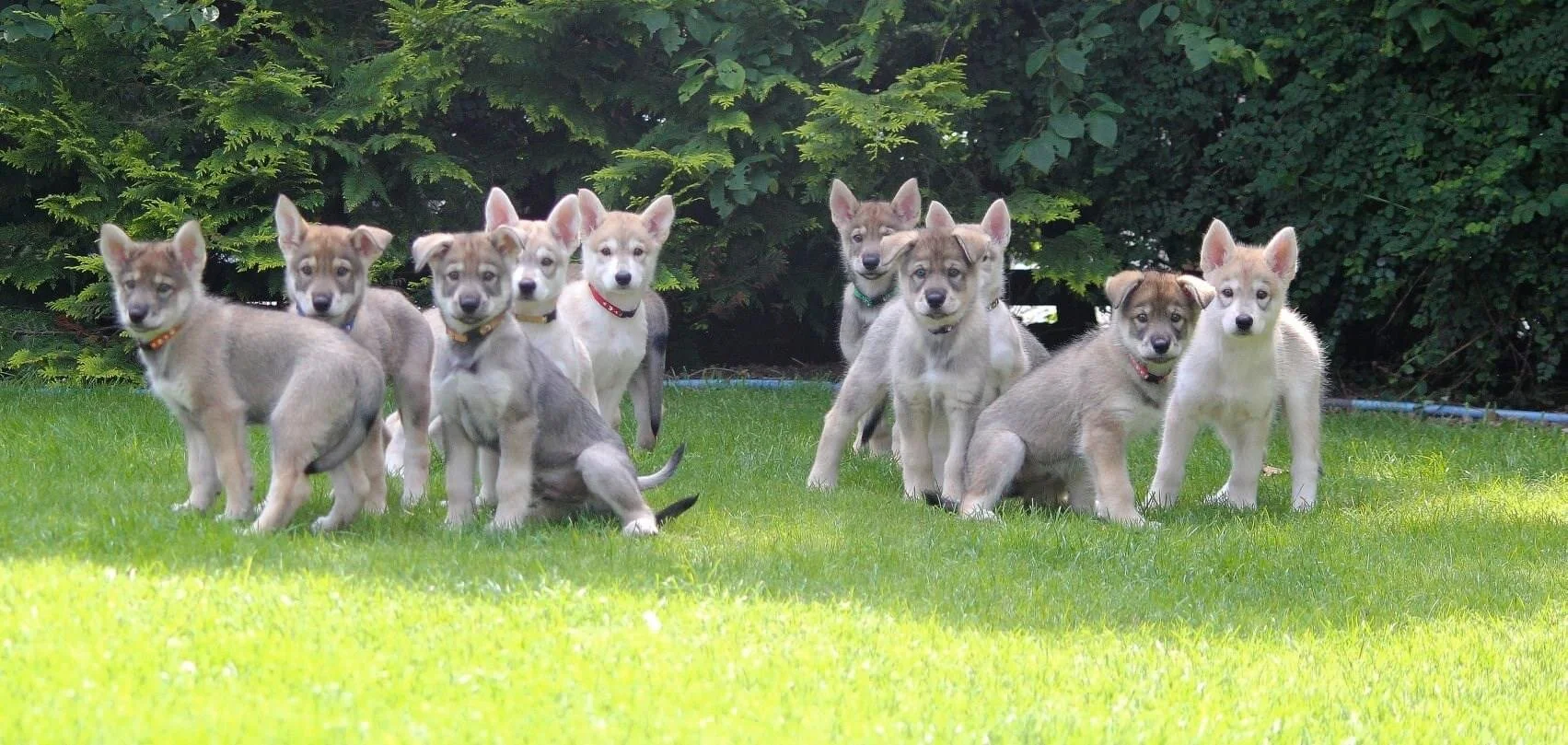 The Forsaken Litter at Fireborn. Photo credit Fireborn Northern Inuits & White Swiss Shepards.