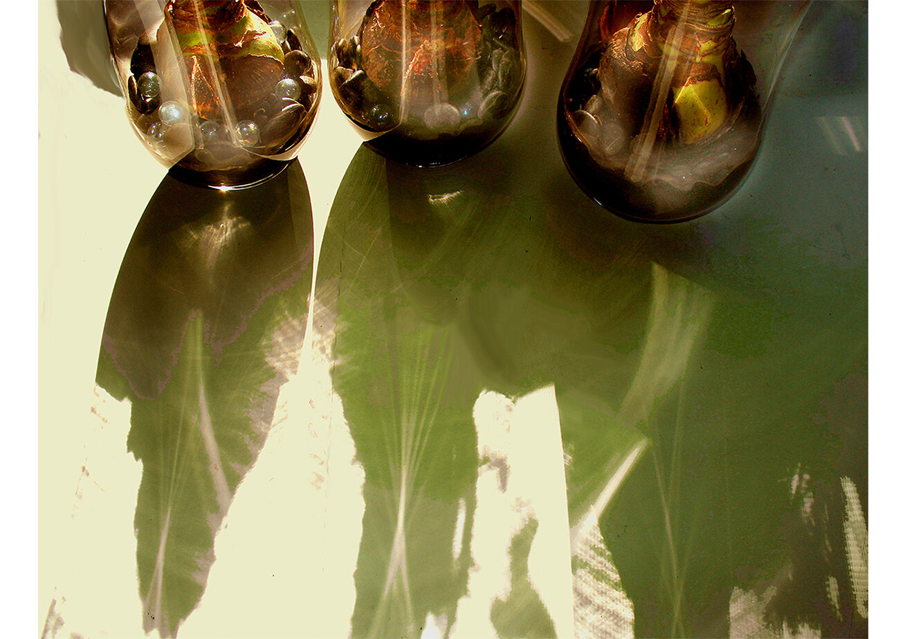 5 Amaryllis Bulbs and Shadows_Allie Sabalis.jpg