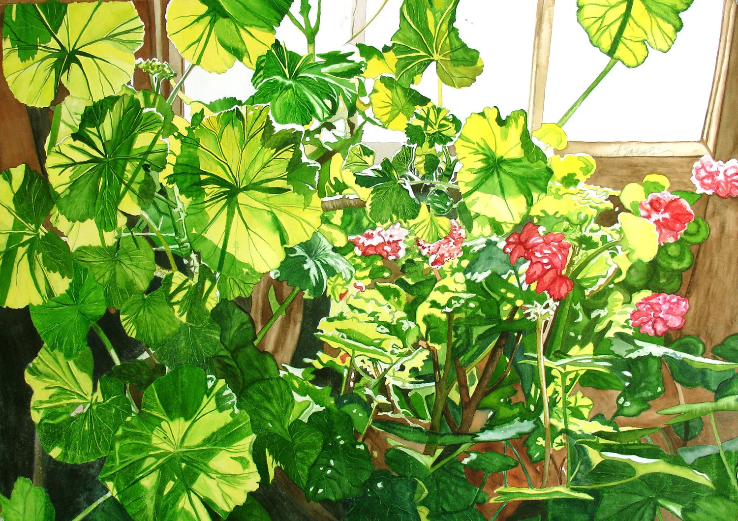 10 Geraniums.jpg