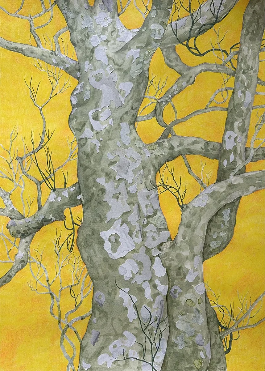 Sycamore Seeking