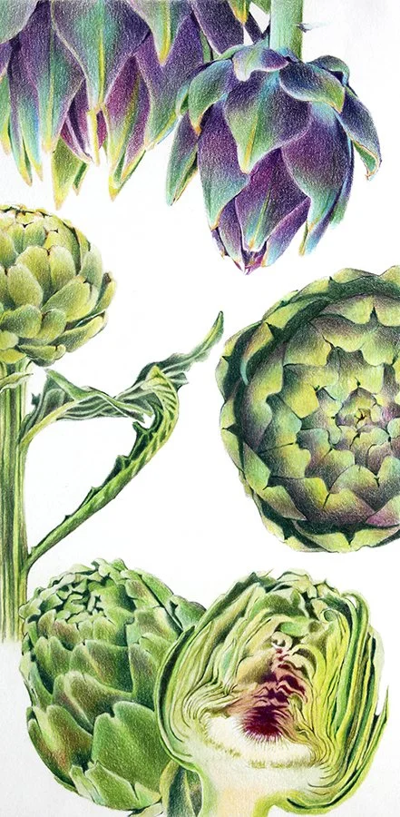 Artichoke Study