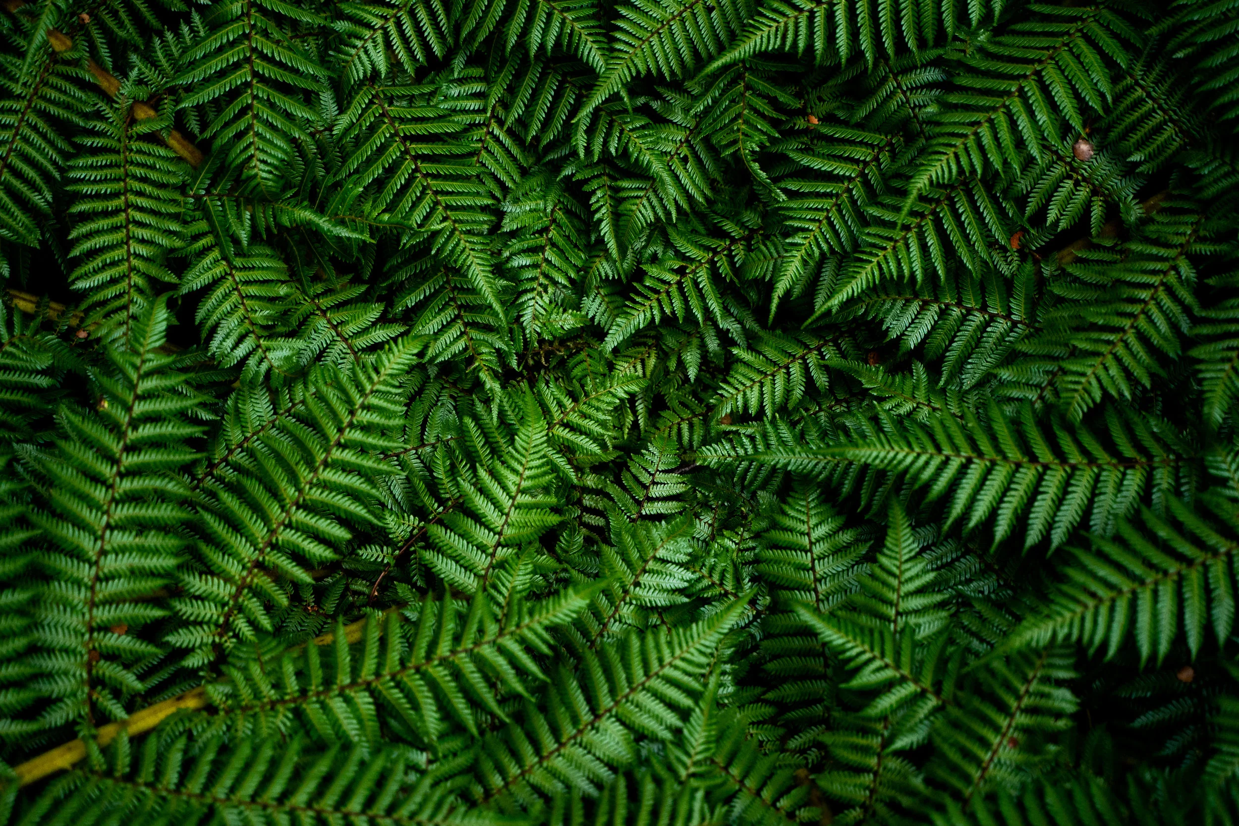 NZ Journal Micayla sml fnls rd1-195.jpg