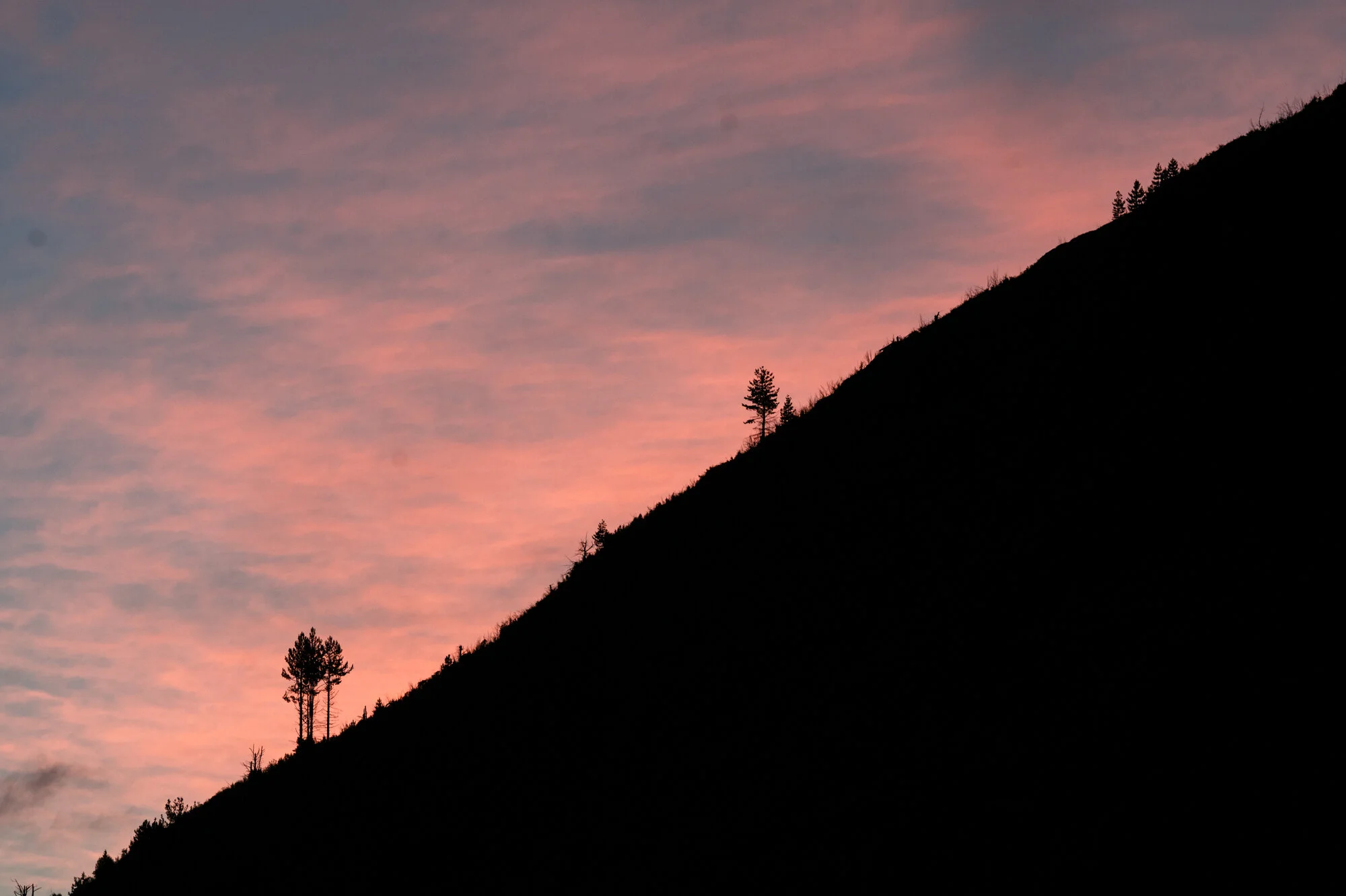 trees closeburn_.jpg