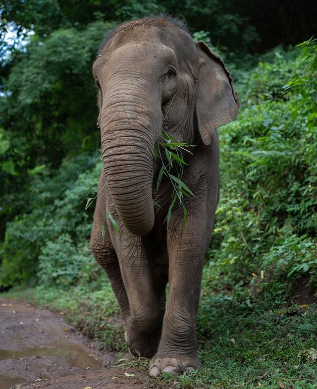 No hooks, no chains, no ropes, no mahoot, if she wants to leave the walk she can, if she wants to refuse to move until you feed her your entire bag of bananas then that&rsquo;s what she&rsquo;s gonna do. The people at @elephantnaturepark and @carefor