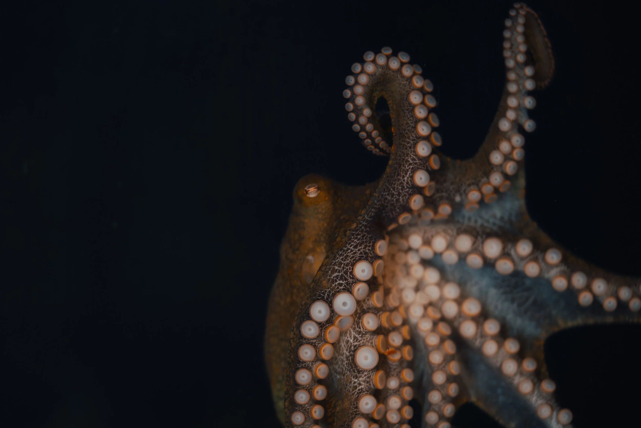 25_SWC_Octopus_Bayside Aquarium.jpg
