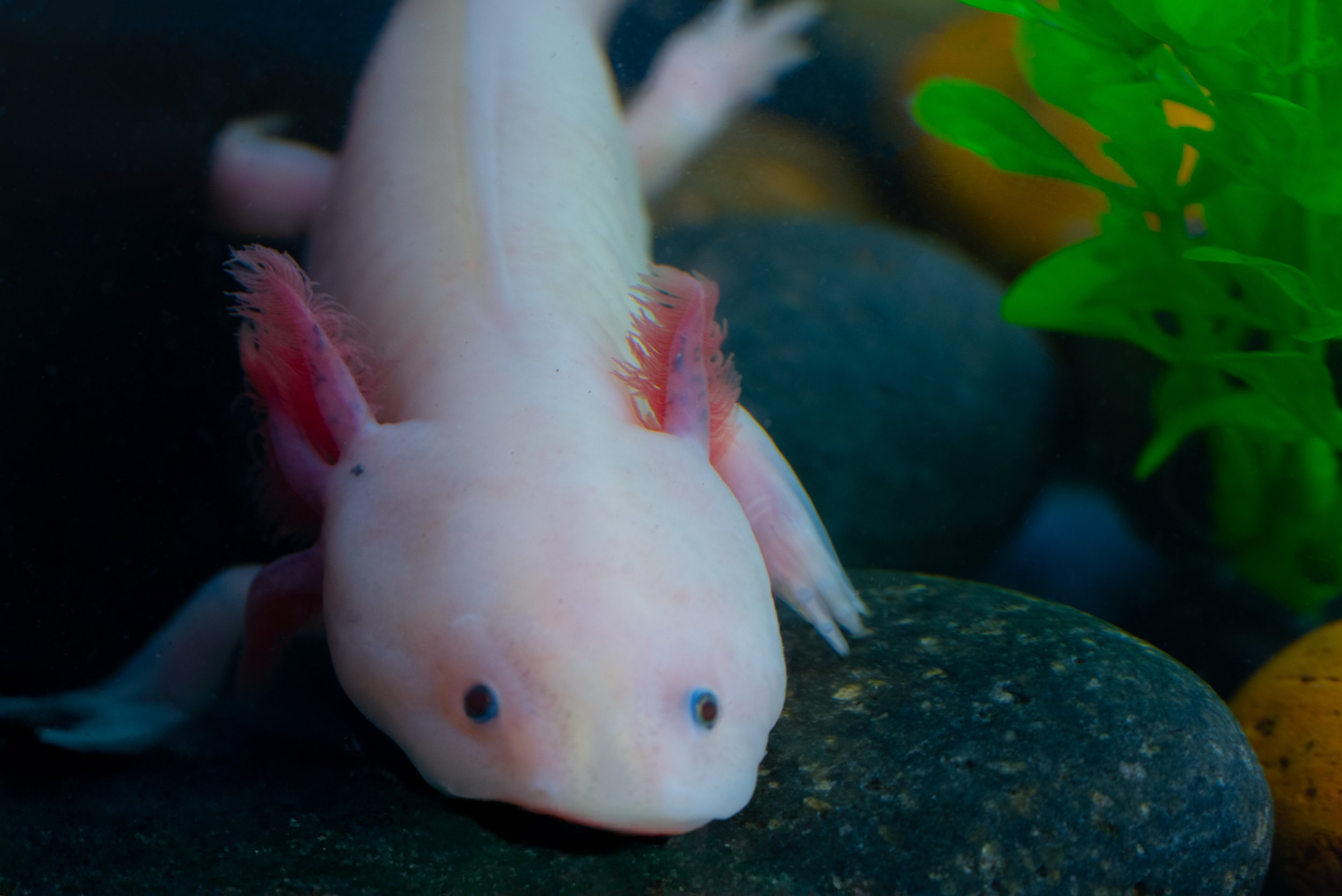 25_SWC_Axolotl_BaysideAquarium_Jeremy-4.jpg