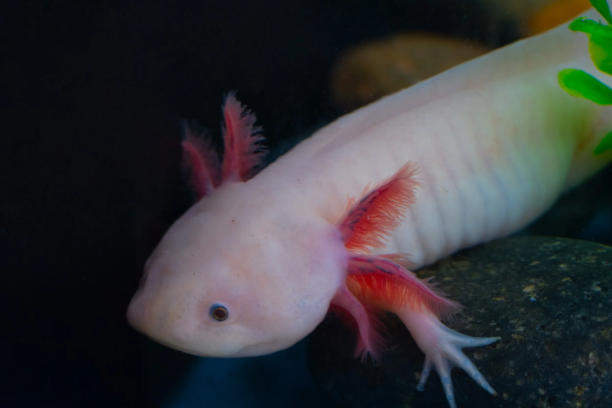 25_SWC_Axolotl_BaysideAquarium_Jeremy-1.jpg