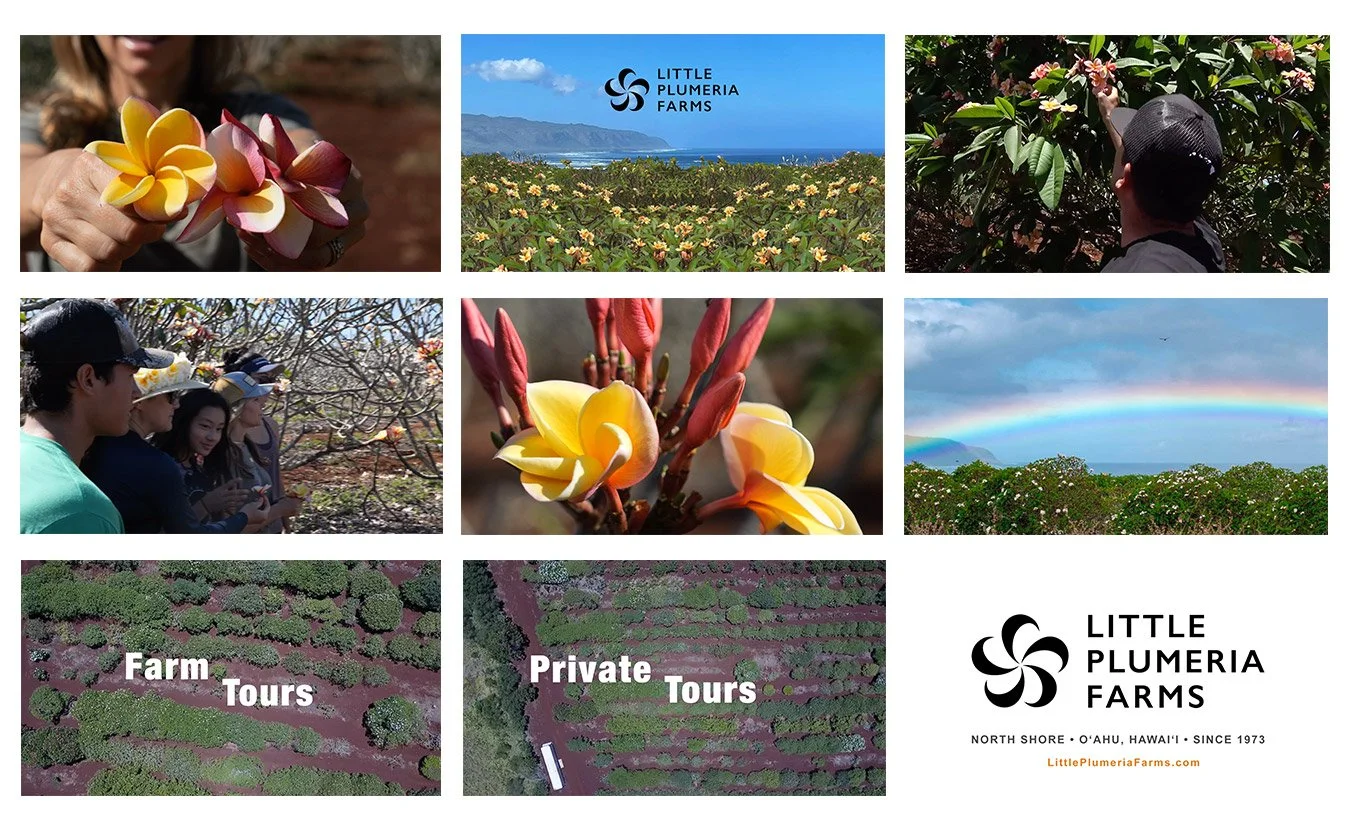 video_stills_little_plumeria_farms_1350.jpg
