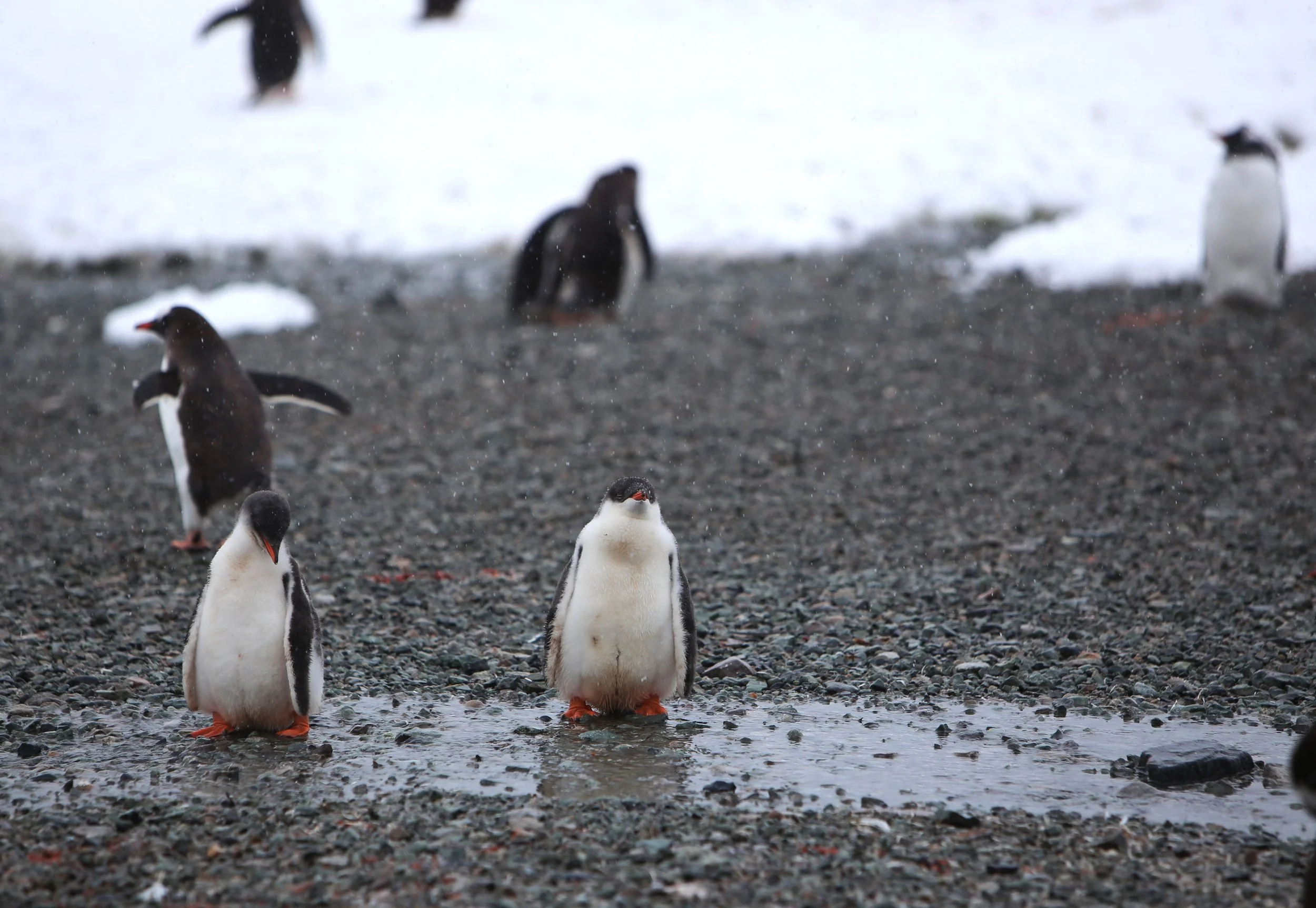penguin22.JPEG