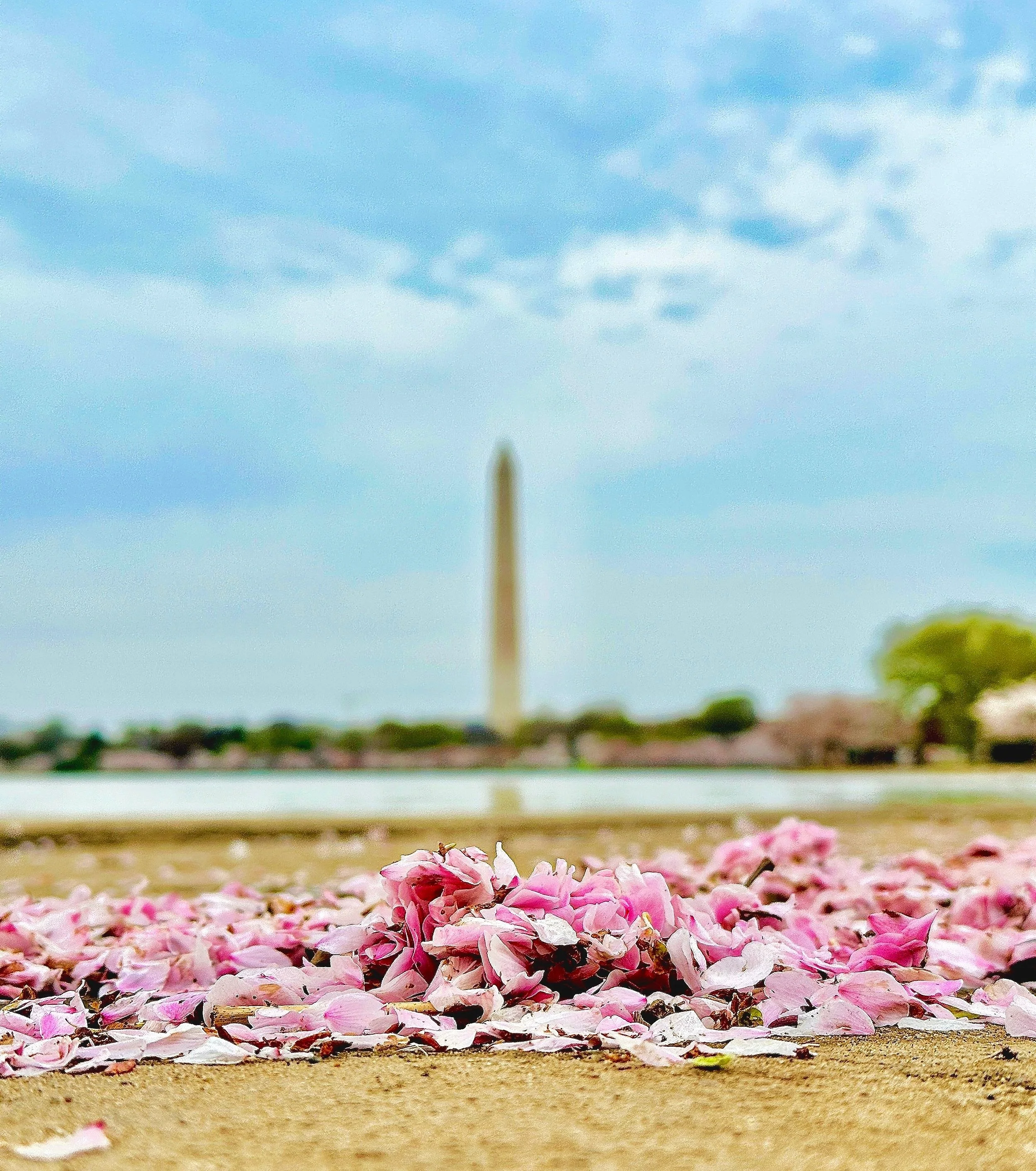 cherry blossoms.JPEG