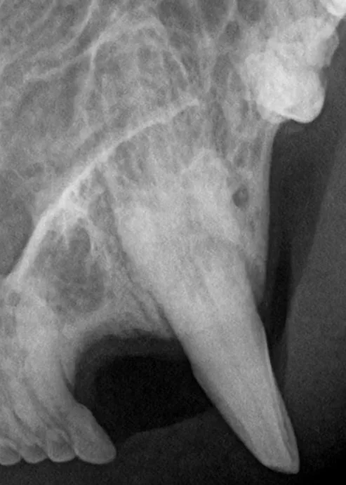 Xray of the upper left canine with a moth eaten root.