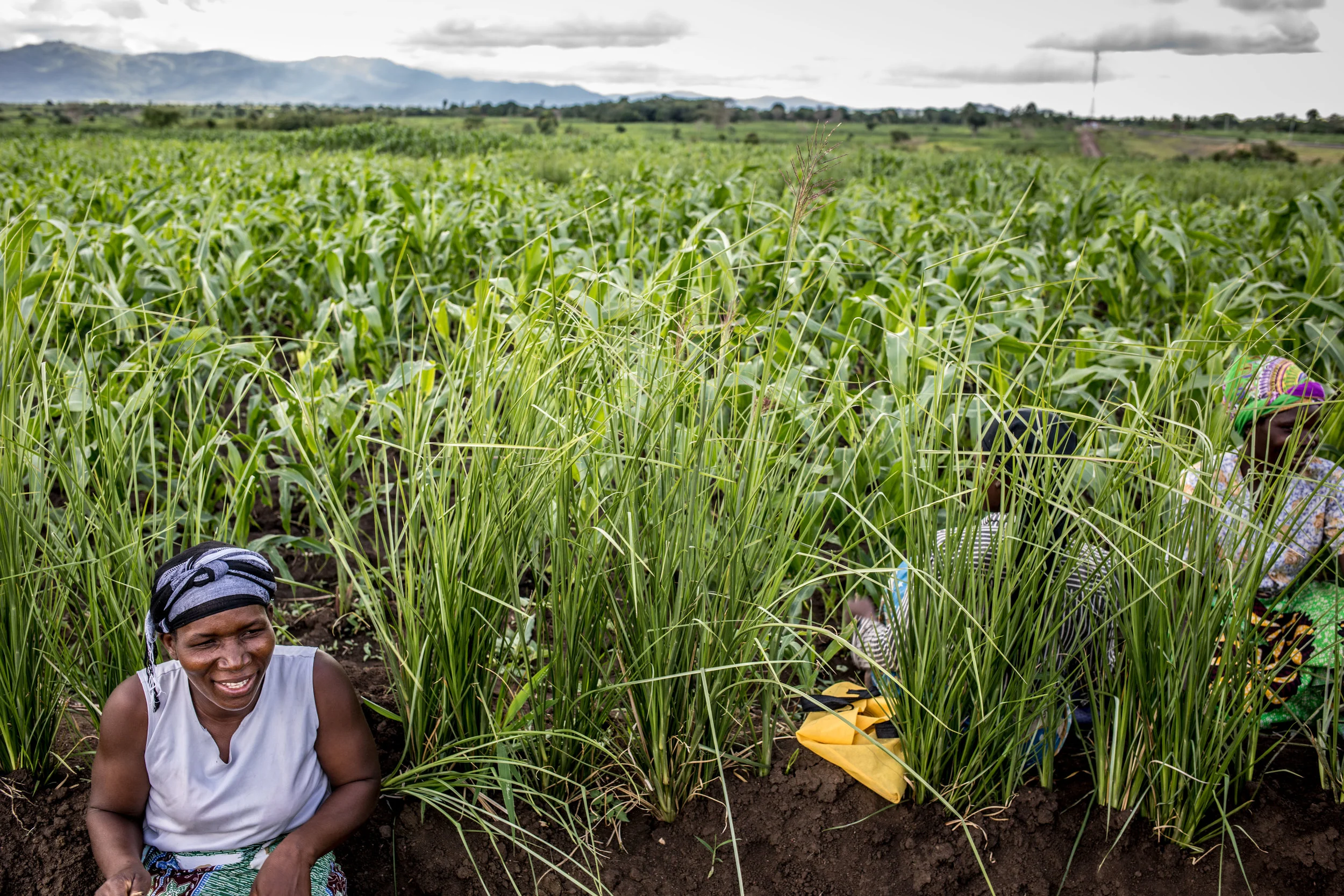 Malawi_Day 7_Bees and CSA_Big SD-4542_LR.jpg