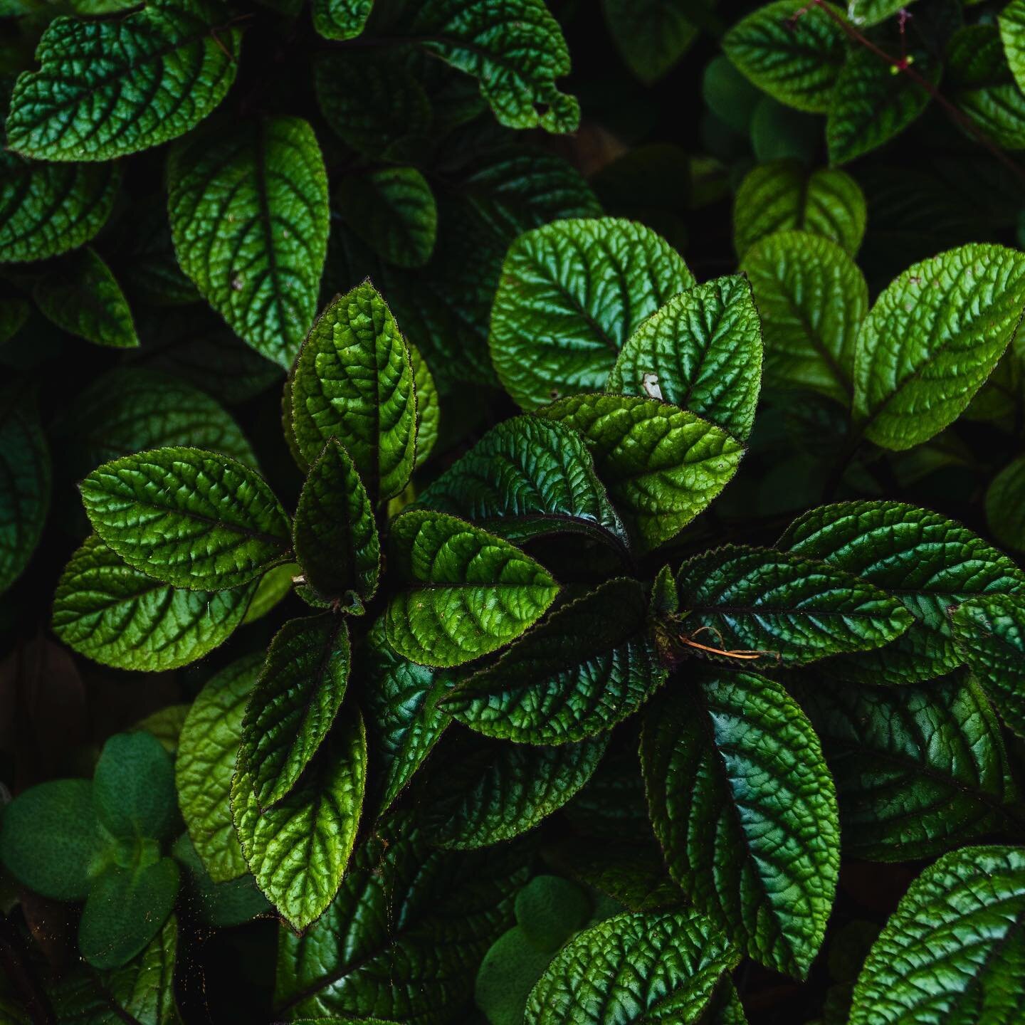 Associez-vous les couleurs &agrave; des odeurs? On associe souvent le vert &agrave; de la menthe, du gazon fra&icirc;chement coup&eacute;, l'odeur du sapin, celle de la lime fra&icirc;che... Quelle odeur vous vient spontan&eacute;ment quand vous pens