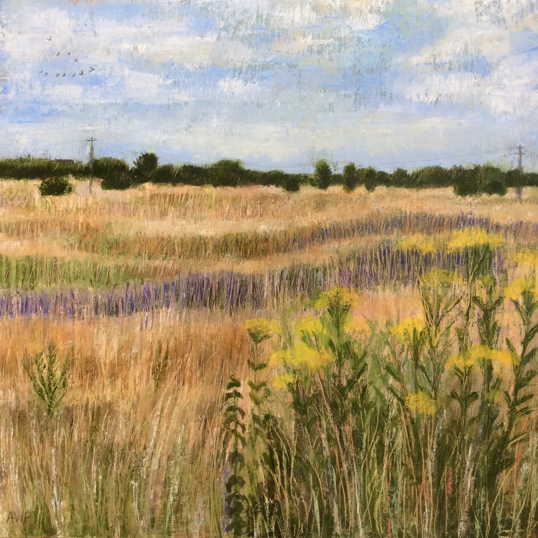 FieldofGold.JPG