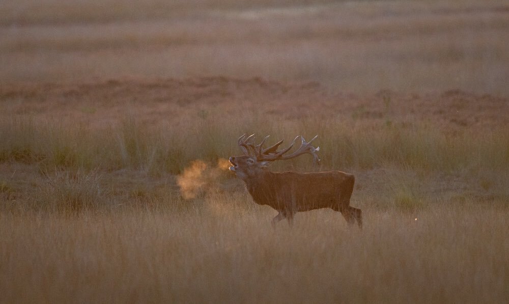 Wildlife Photography. Red deer 🦌. With backlight and last light of the day I was able to photograph this roaring red deer.  You just see a cloud of breath come out of his mouth.  #reddeer #reddeerphotographer #deer #deerseason #deerphotography #deer