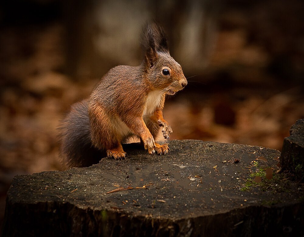Wildlife Photography. Red Squirrel 🐿️. For photographing squirrels I always use the 100-400 mm lens,I find a good spot beforehand and let the squirrels in the area get used to me.  When this has happened your patience is usually rewarded, the squirr
