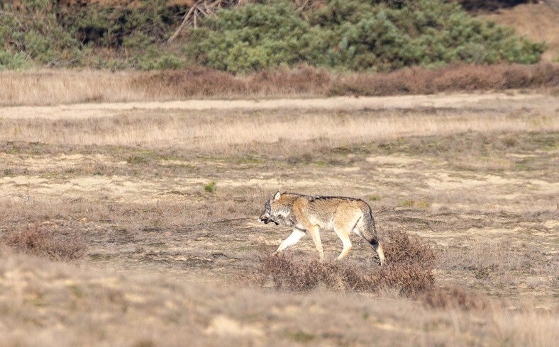 Wildlife Photography. Wolf 🐺. Me and my wife saw the wolf 🐺 3x that day.  The first time from the car, we hoped the wolf come our way because he was far away.  But unfortunately the wolf deflected and we lost sight .  Second time we walked in the s