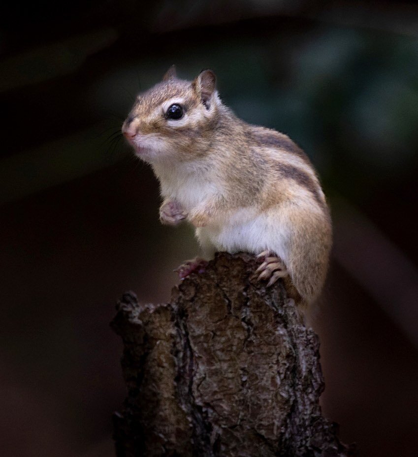 Wildlife Photography  Siberian ground Squirrel 🐿️. The people who follow me will be familiar with the method by now, first explore the area and then choose a good spot and wait for squirrel activity.  This squirrel used the stump as a lookout.  #wil