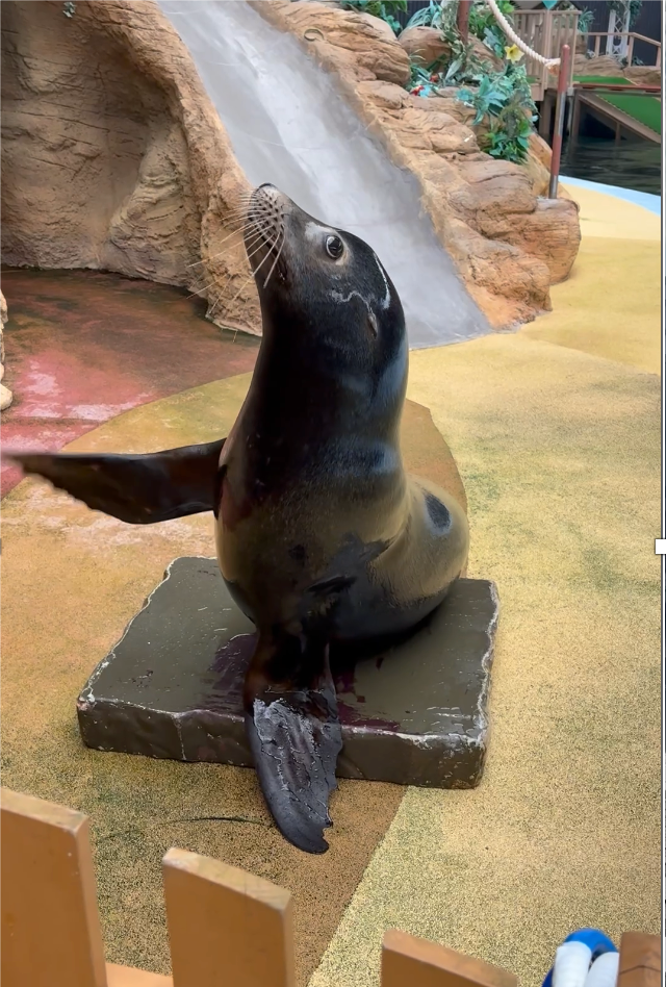 アザラシ.png