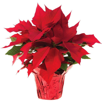 Pointsettia.png