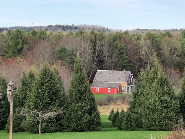 The Whalens have been growing Christmas Trees on their property since 1998, and on average attend to approximately 450-500 trees at any one time on 1/3 of an acre.