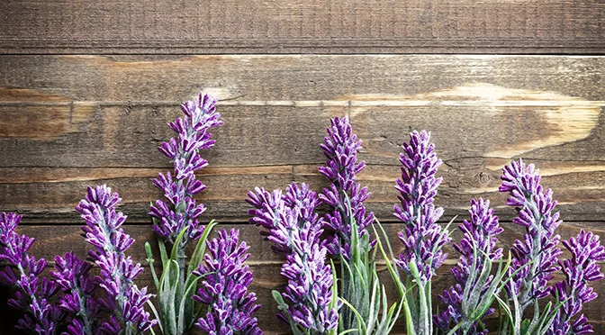 Your Essential Summer Oils