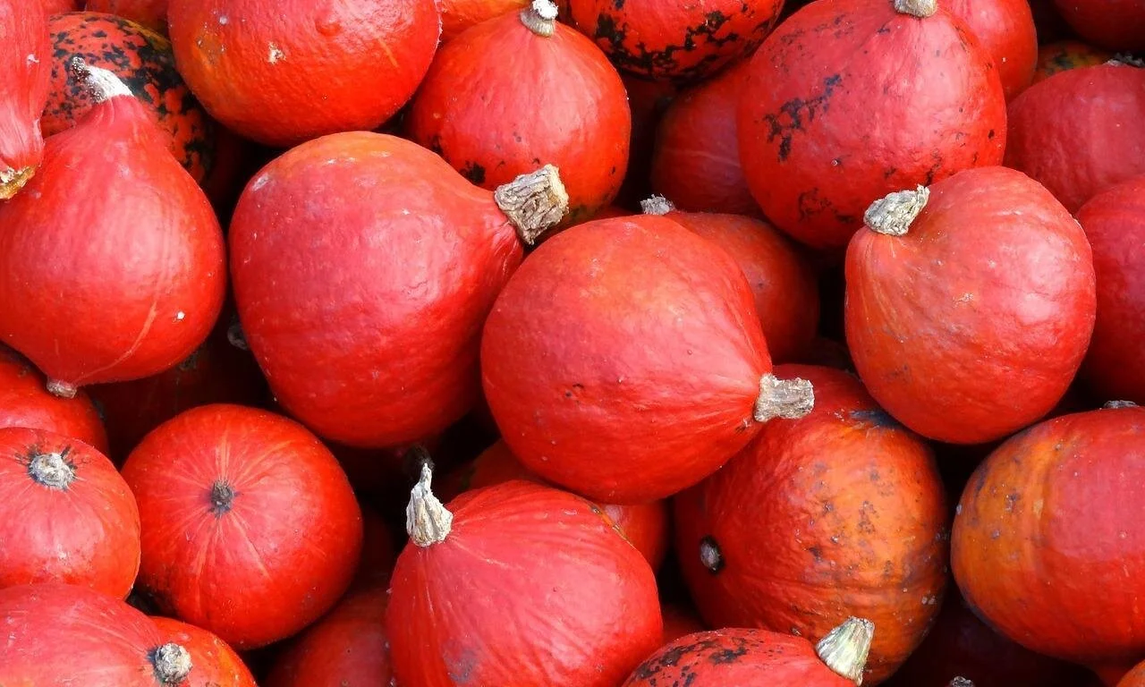 Pumpkin Season Has Begun