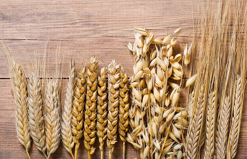 csm_shutterstock_1154563969_Gluten_c8a3f4373c.jpg