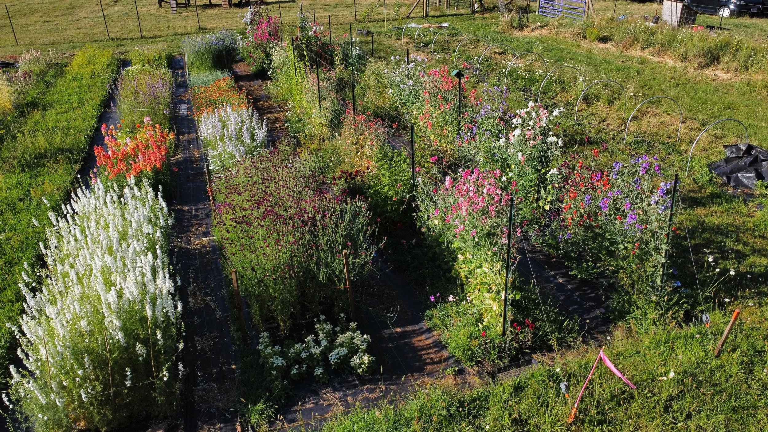 Section of the garden, July 20th, 2022, 18:29