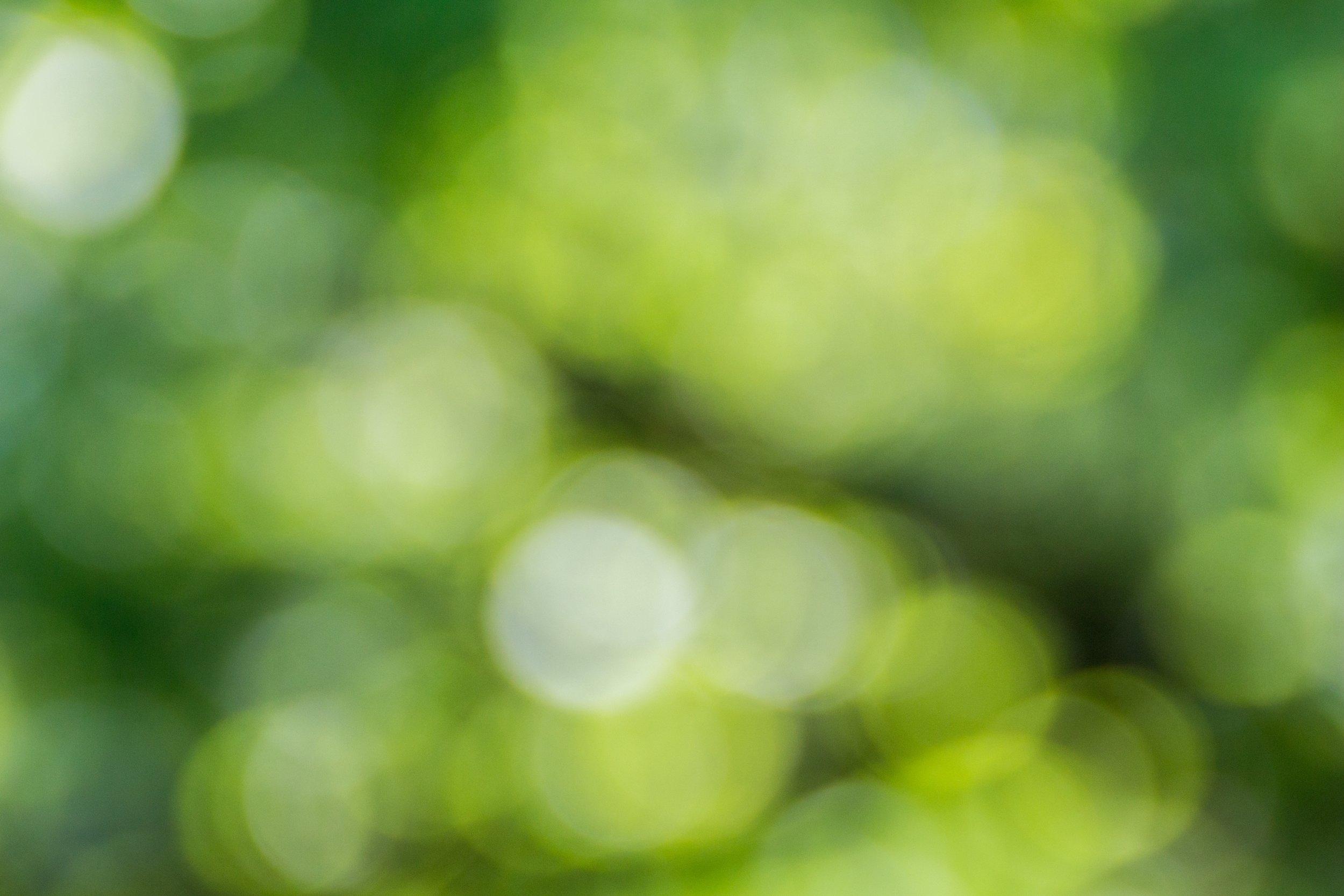 Green Background.jpg