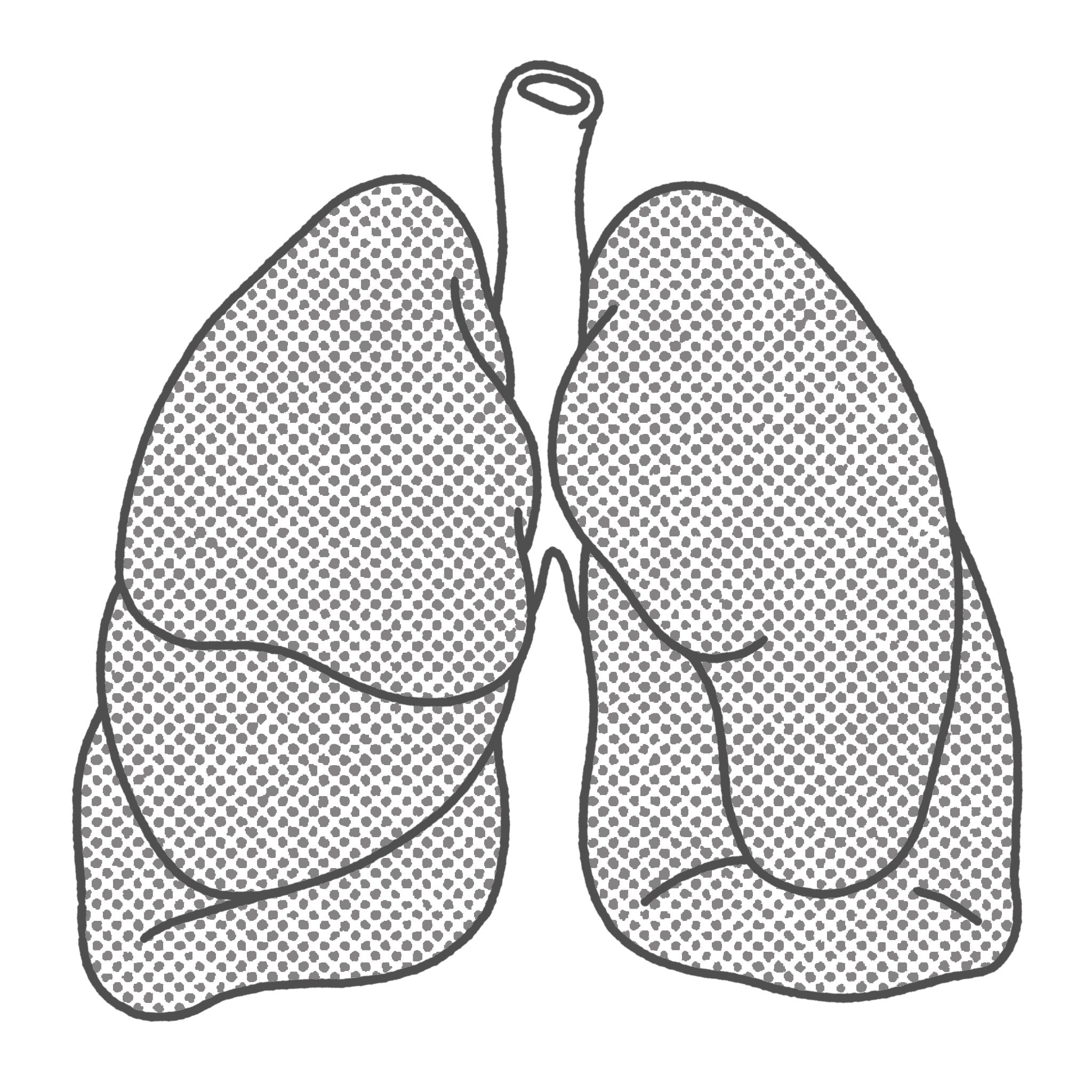 Lungs (Copy)