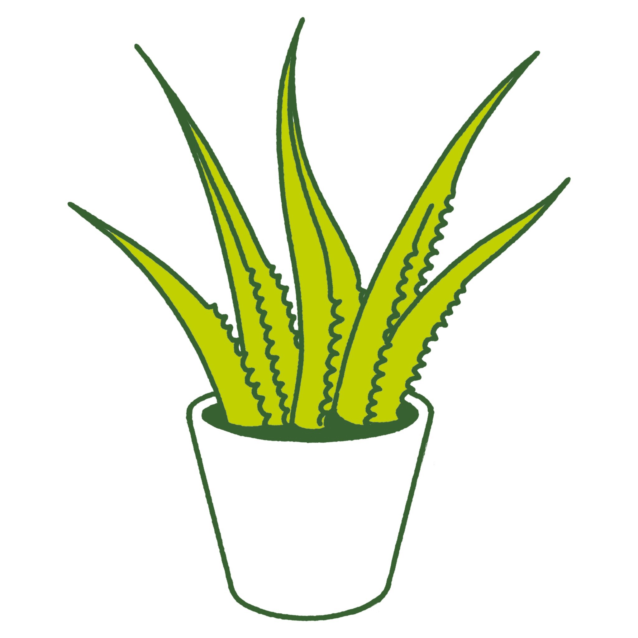 Aloe (Copy)