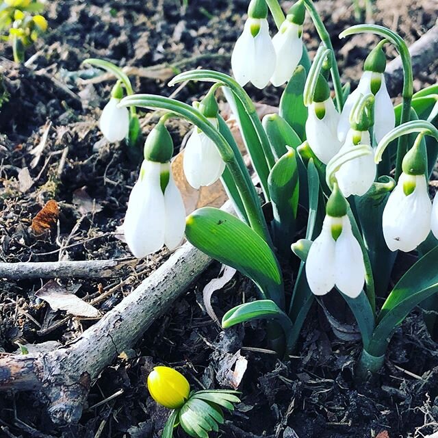 First wildflowers of the new year