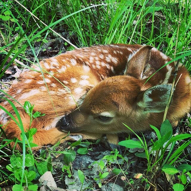 Just about stepped on this little guy while collecting hickory bark this morning.  I saw the adults scatter as I approached, the mom will typically return after I leave.