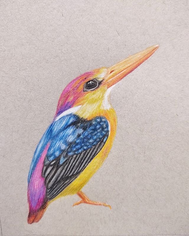 Ruby kingfisher 5x7 
Prismacolor &amp; Faber-castell 
#kingfisher #rubykingfisher #pencildrawing #birds #pencil #etsy ##detaileddrawing #coloredpencil #artiseverywhere #birddrawing #prismacolor #artofinstagram #instaart #sketch #etsyseller #doodles #