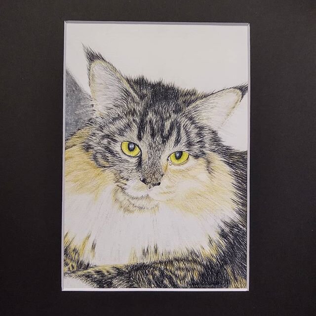 &quot;Kitten&quot;
5x7 prismacolor &amp; faber-castell
#pencildrawing #prismacolor #polychromos #petportrait #cat #pencilportrait #pencil #etsy ##detaileddrawing #coloredpencil #artiseverywhere #catdrawing #artofinstagram #instaart #sketch #etsyselle