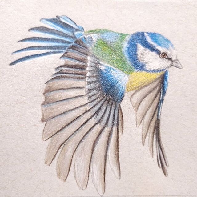 Blue tit
Prismacolor &amp; Faber-castell 
#bluetit #bluebird #pencildrawing #birds #pencil #etsy ##detaileddrawing #coloredpencil #artiseverywhere #birddrawing #prismacolor #artofinstagram #instaart #sketch #etsyseller #doodles #drawing #drawlife #be