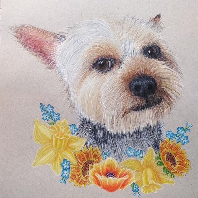 Dillon
8x10 prismacolor &amp; Faber-castell on grey toned paper
This is my first commissioned piece that brought together both of my businesses, from grooming to drawing this little guy was a pleasure 🤗😍
#petportrait #doggroomer #pencildrawing #pri