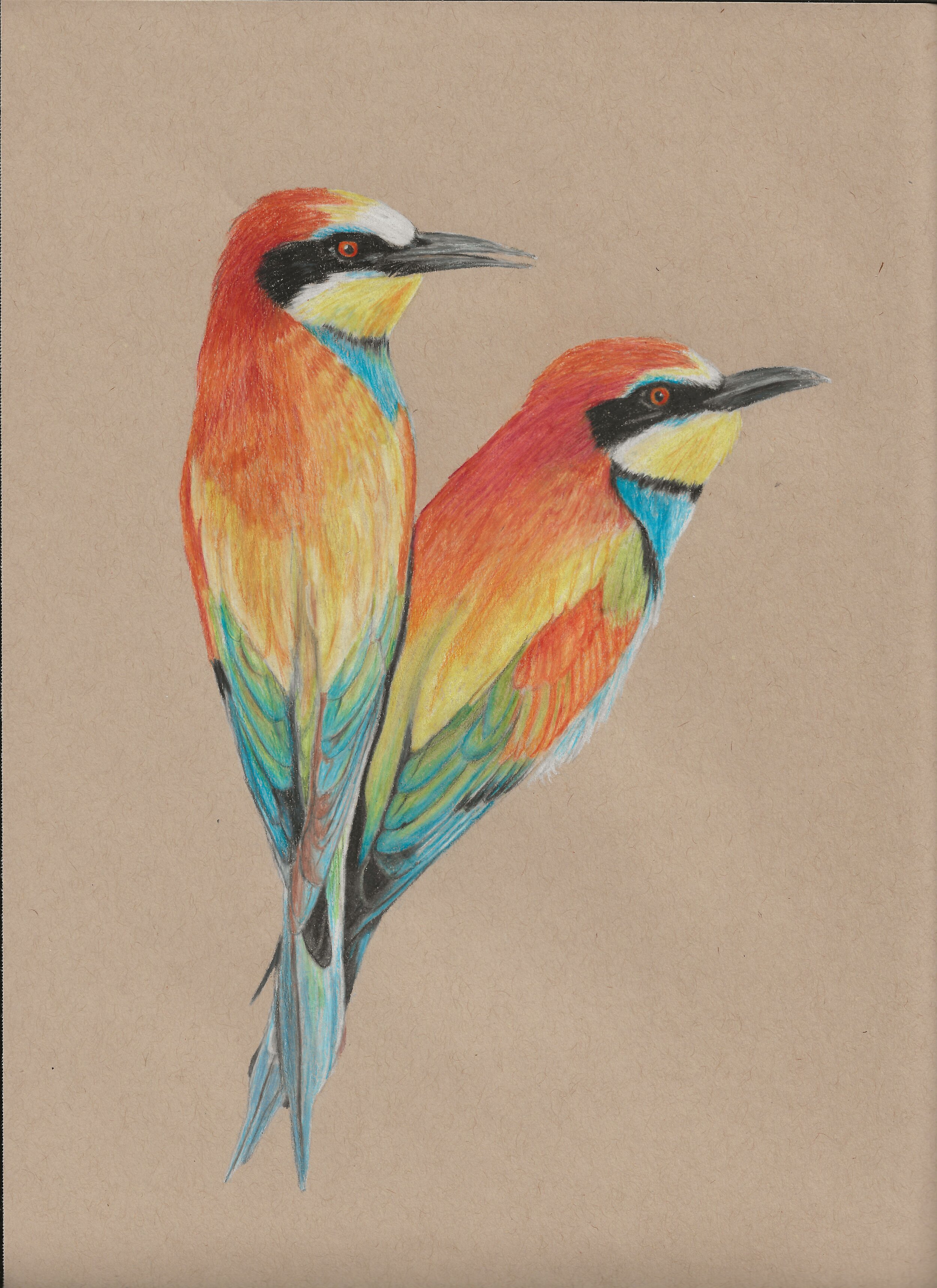 Bee Eaters.jpeg