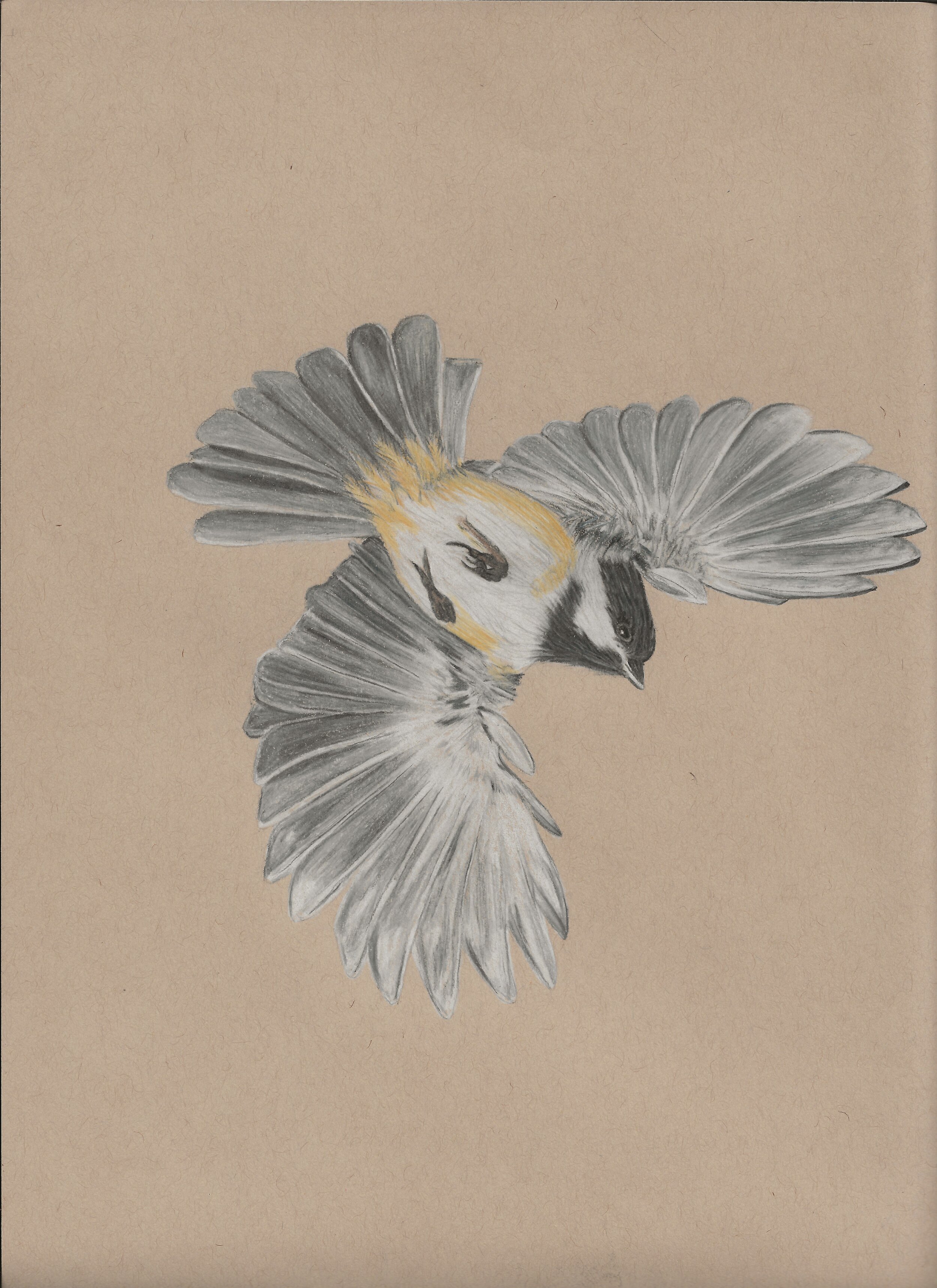 chickadee in flight.jpeg